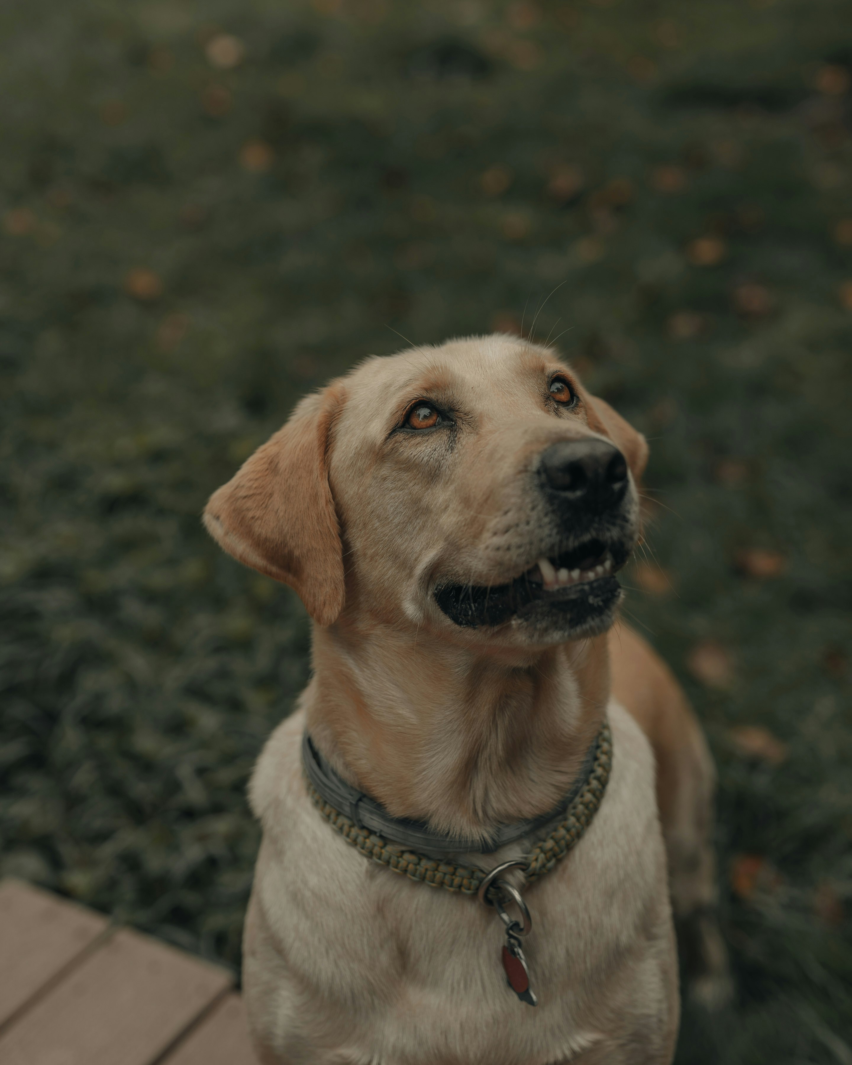 yellow labrador retriever sitting on ground